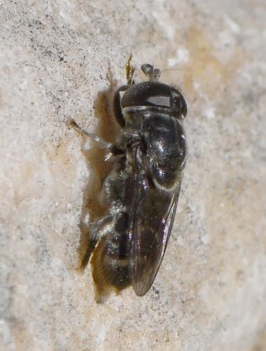 Réf. 245 901 : Eumerus obliquus